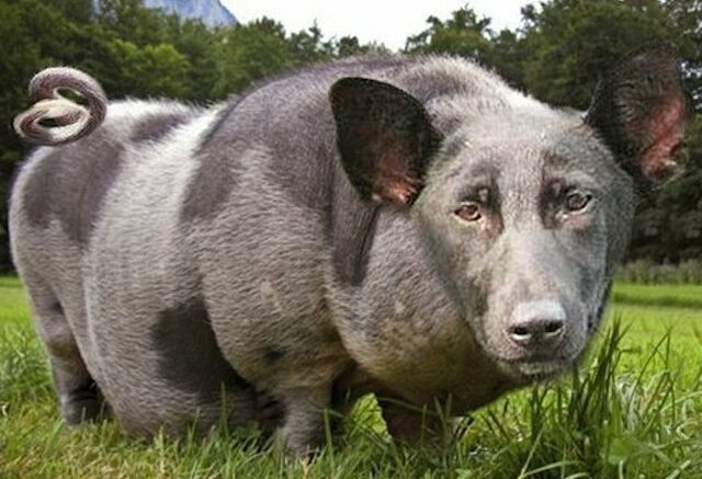 Свинячие истории (Часть 1)