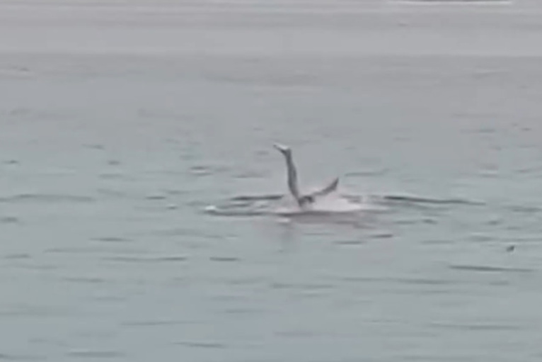 Понять и не выпендриваться, или Почему смеются над россиянином, которого съела акула